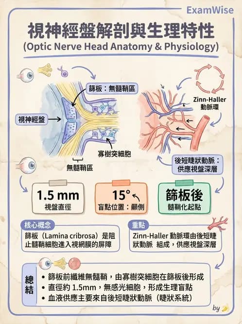 驗光生 - 視網膜組織結構與感光細胞 - AI 圖文解析預覽
