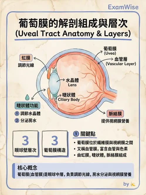 驗光生 - 眼部血液供應、脈絡膜與玻璃體 - AI 圖文解析預覽