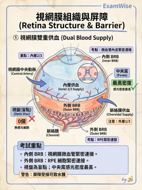 驗光生 - 視網膜組織結構與感光細胞 - AI 圖文解析預覽