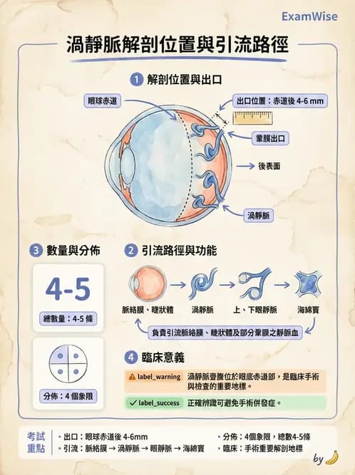 驗光生 - 眼部血液供應、脈絡膜與玻璃體 - AI 圖文解析預覽