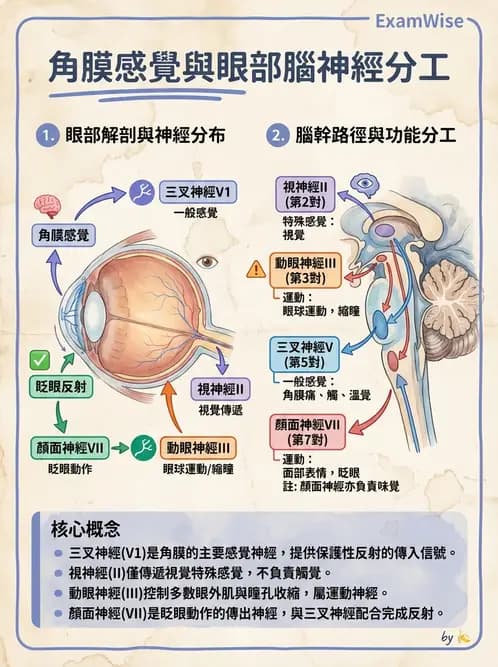 驗光生 - 眼外肌解剖與運動神經支配 - AI 圖文解析預覽