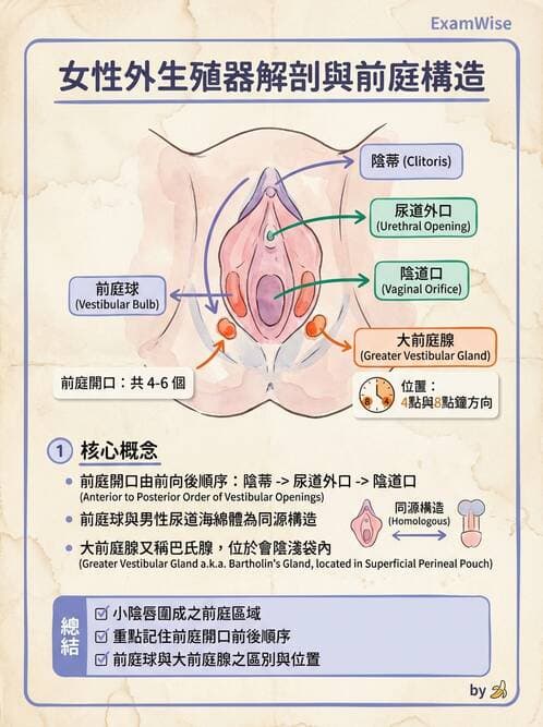 護理師 - 泌尿生殖系統 - AI 圖文解析預覽