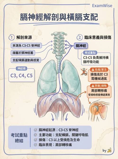 護理師 - 神經系統 - AI 圖文解析預覽