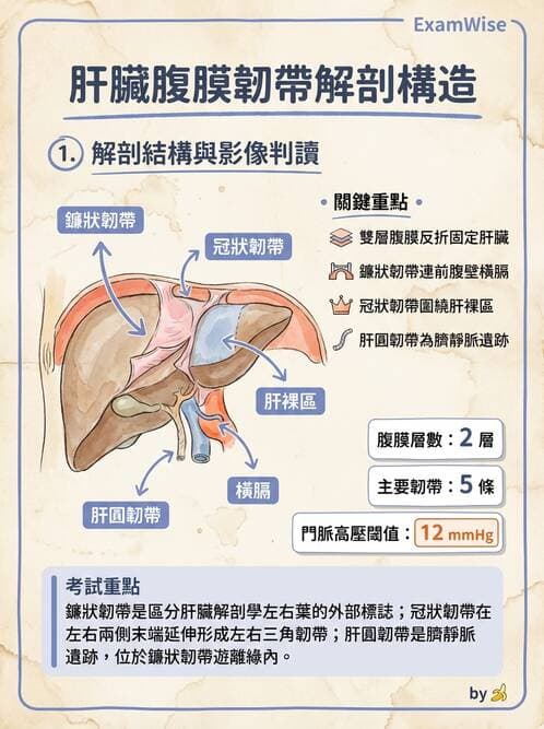 護理師 - 肝膽與腹部血管 - AI 圖文解析預覽