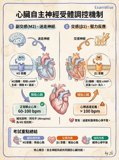 護理師 - 腦功能、自主神經與感覺 - AI 圖文解析預覽