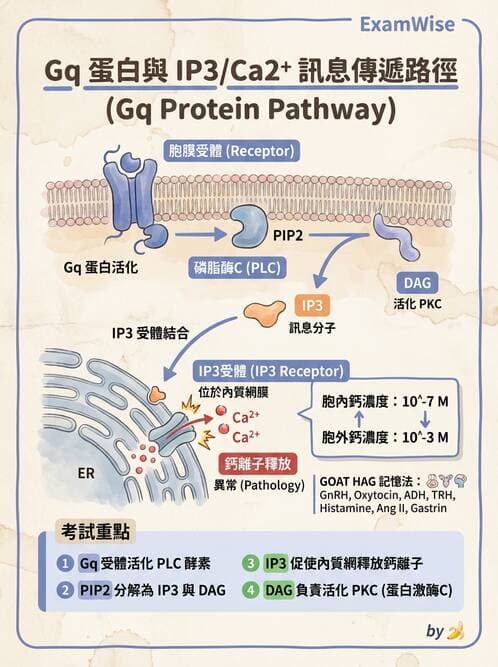 護理師 - 內分泌系統 - AI 圖文解析預覽