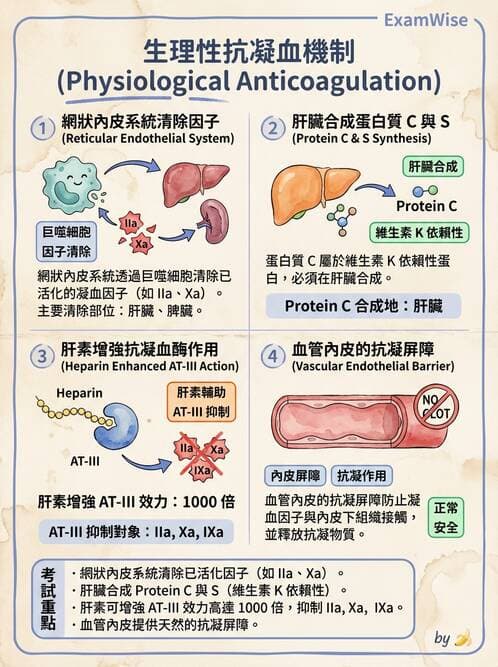 護理師 - 循環系統 - AI 圖文解析預覽