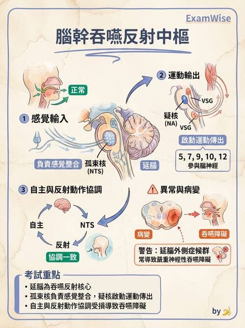 護理師 - 消化系統 - AI 圖文解析預覽