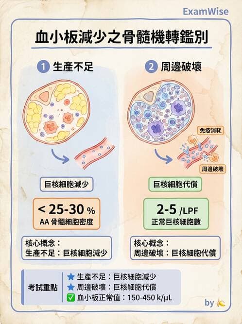 護理師 - 造血及淋巴系統 - AI 圖文解析預覽