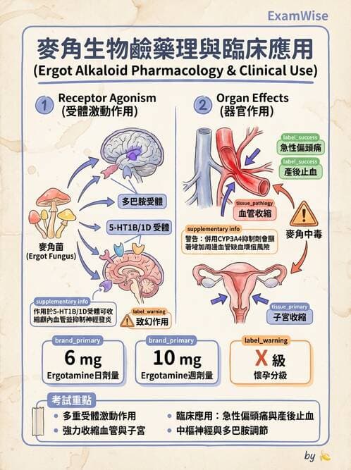 護理師 - 自泌素及藥物 - AI 圖文解析預覽
