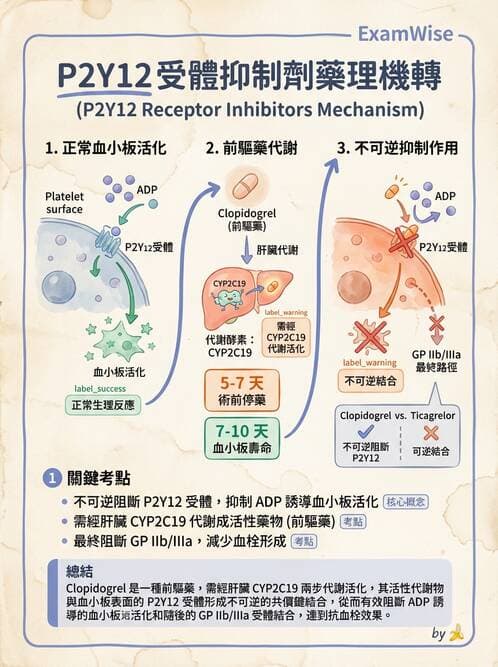 護理師 - 心臟藥物與抗血栓劑 - AI 圖文解析預覽
