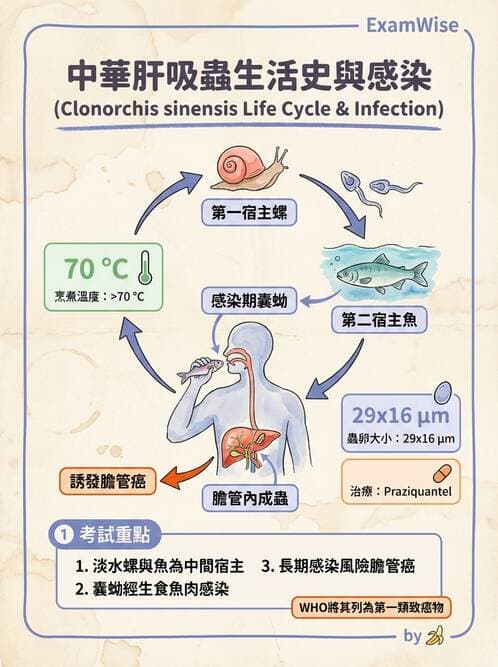 護理師 - 寄生蟲概論 - AI 圖文解析預覽