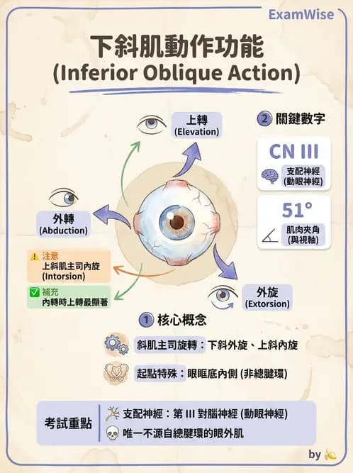 驗光生 - 眼球運動、內聚功能與瞳孔反應檢查 - AI 圖文解析預覽