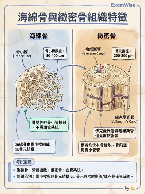 放射 - 骨骼系統 - AI 圖文解析預覽