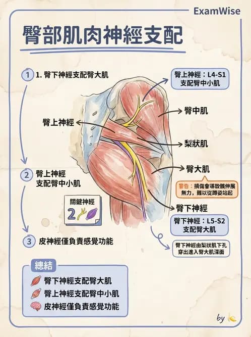 放射 - 下肢肌肉 - AI 圖文解析預覽