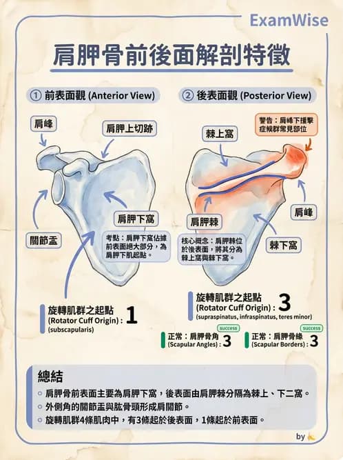 放射 - 骨骼系統 - AI 圖文解析預覽