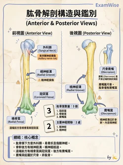 放射 - 骨骼系統 - AI 圖文解析預覽