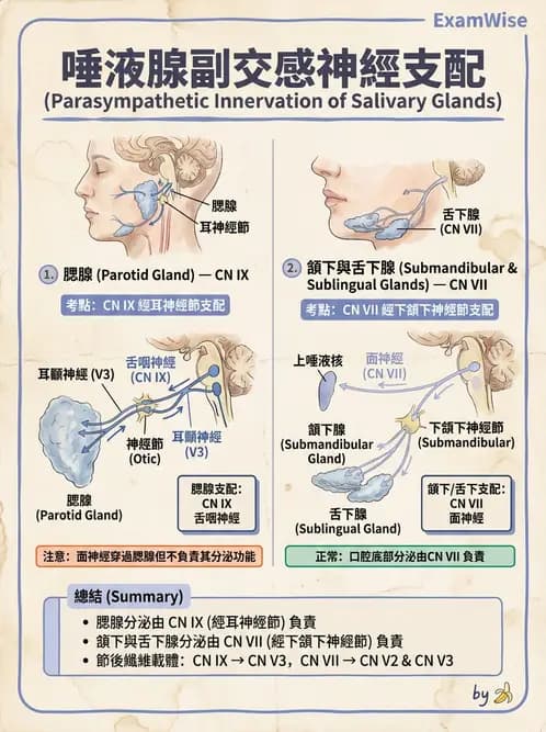 放射 - 腦神經 - AI 圖文解析預覽