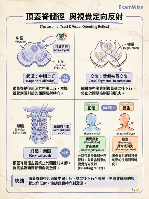 放射 - 腦幹、脊髓與腦室系統 - AI 圖文解析預覽
