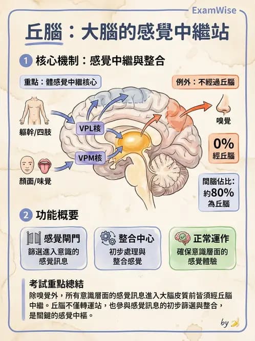 放射 - 大腦皮質與神經細胞 - AI 圖文解析預覽