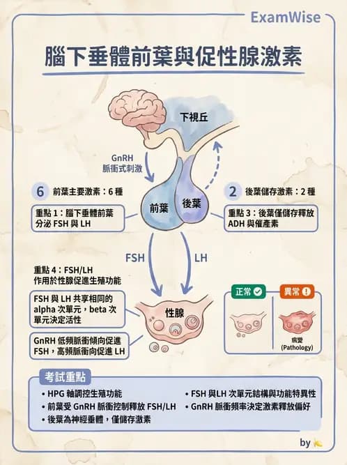 放射 - 內分泌系統 - AI 圖文解析預覽