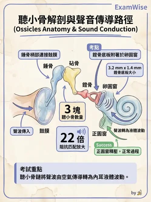 放射 - 特殊感官 - AI 圖文解析預覽