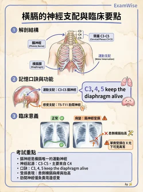 放射 - 脊神經叢與肢體神經 - AI 圖文解析預覽