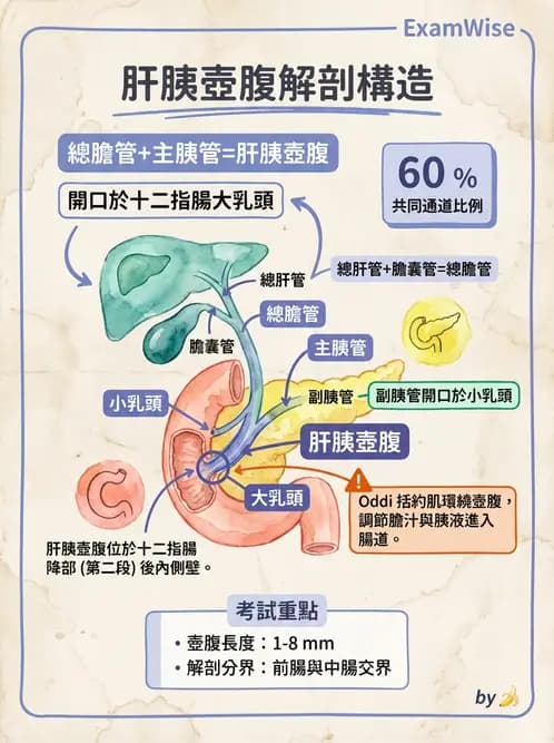 放射 - 消化系統 - AI 圖文解析預覽