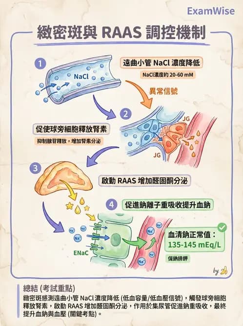 放射 - 腎臟生理 - AI 圖文解析預覽