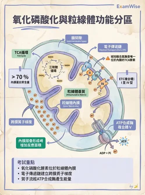 放射 - 細胞生理 - AI 圖文解析預覽