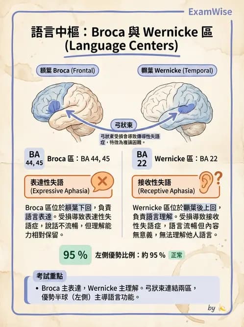 放射 - 大腦皮質與神經細胞 - AI 圖文解析預覽