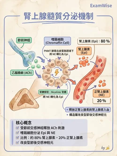 放射 - 神經生理 - AI 圖文解析預覽