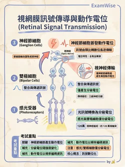 放射 - 神經生理 - AI 圖文解析預覽