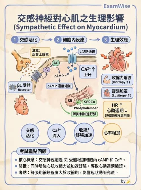 放射 - 心血管生理 - AI 圖文解析預覽