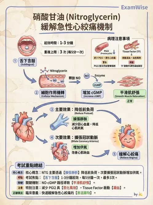 放射 - 心血管生理 - AI 圖文解析預覽