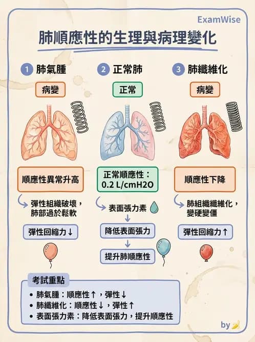 放射 - 呼吸生理 - AI 圖文解析預覽