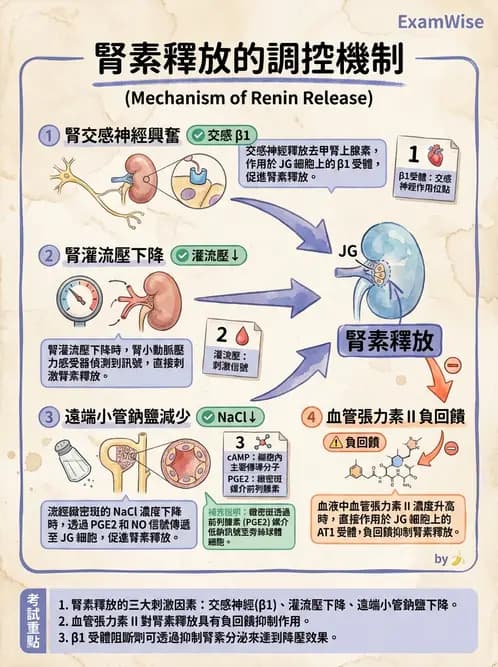 放射 - 腎臟生理 - AI 圖文解析預覽