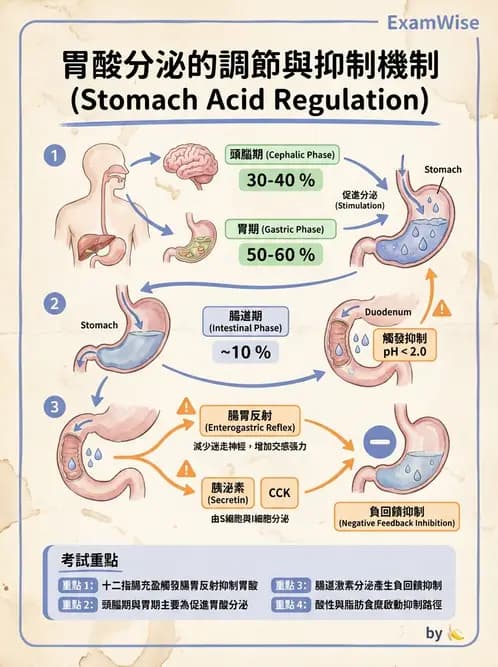 放射 - 胃腸生理 - AI 圖文解析預覽