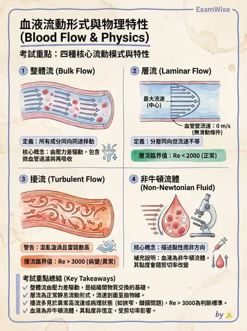 放射 - 心血管生理 - AI 圖文解析預覽