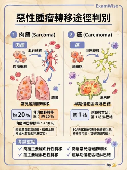 放射 - 惡性腫瘤 - AI 圖文解析預覽