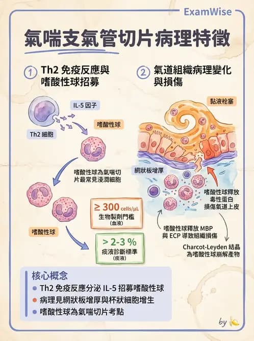放射 - 呼吸系統疾病 - AI 圖文解析預覽
