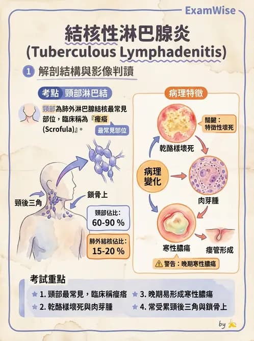 放射 - 造血及淋巴系統疾病 - AI 圖文解析預覽