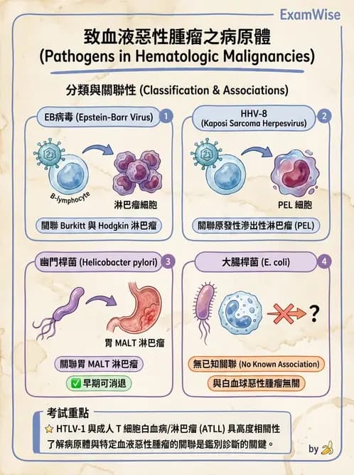 放射 - 造血及淋巴系統疾病 - AI 圖文解析預覽