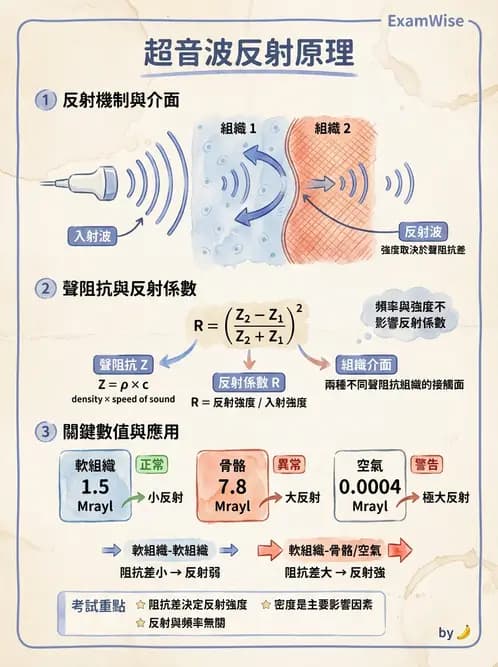 放射 - 超音波物理與系統原理 - AI 圖文解析預覽