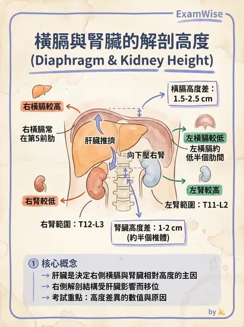 放射 - 軀幹四肢攝影技術 - AI 圖文解析預覽