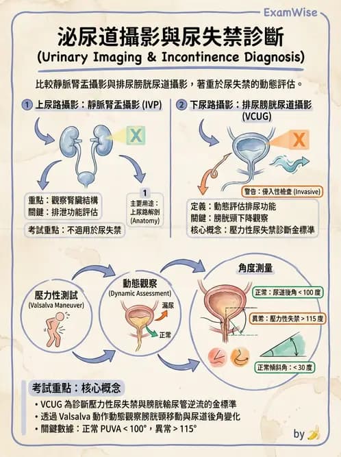 放射 - 泌尿生殖攝影 - AI 圖文解析預覽
