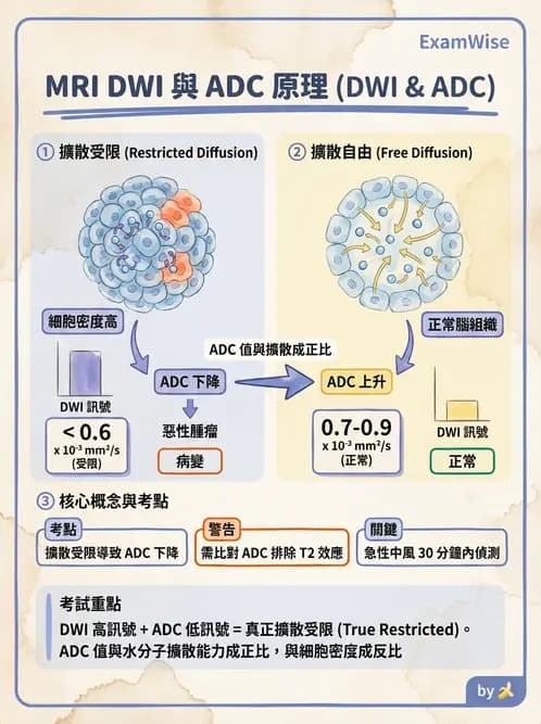 放射 - MR進階影像與臨床應用 - AI 圖文解析預覽