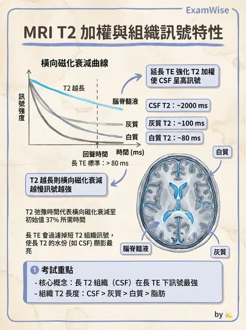 放射 - 磁振影像品質與參數 - AI 圖文解析預覽