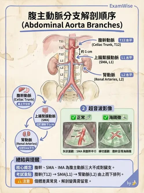 放射 - 腎臟血管與其他超音波 - AI 圖文解析預覽