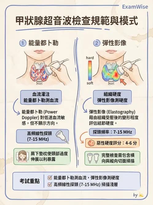 放射 - 泌尿生殖與小器官超音波 - AI 圖文解析預覽